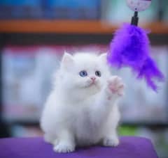 Persian Cat for sale my WhatsApp number 0326/74/83/108