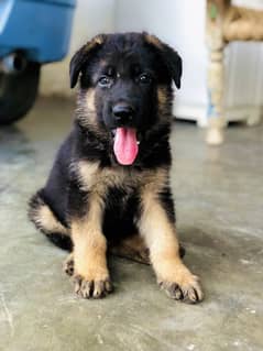 German shepherd