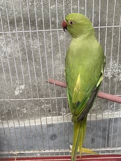Ringnack green male parrot for sale