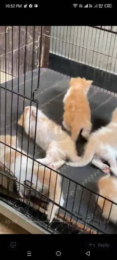 cat