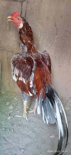 aseel