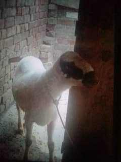 Mundra or chatra