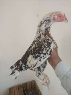 Hen with chiks