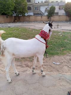 fresh 2 dant khassi bakre for sale