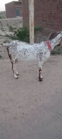 goat for sell new born baby with goat and 2 female