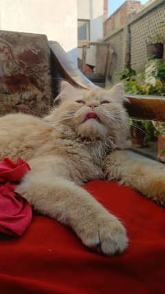 Persian cat
