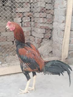 Aseel Murga and murgi