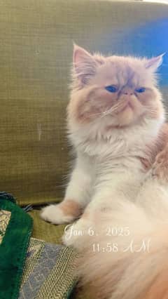 pekki male cat