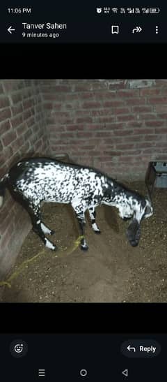 qurbani ka bakra