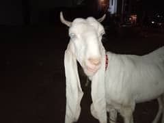gulabi sport lees croos Howa 1 hafta huwa ha