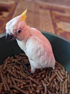 Medium cockatoo and B&G chicks