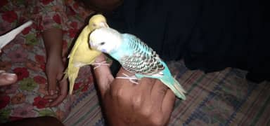 full hanse team bird