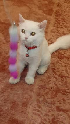 White Persian cat for sale