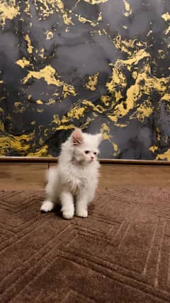 Female kitten