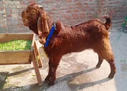 Bakra for sale qurbani ke liye my WhatsApp number 03267483108