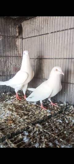 patti waly low flyer buhat achy 7 pair