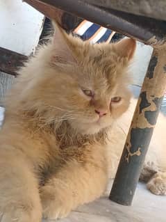 Persian