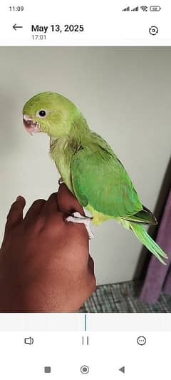 ringneck chicks 2 month