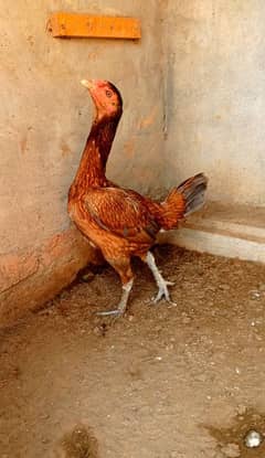 BURMI PAKOYE