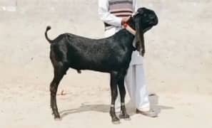 Bakra far sale qurbani ke liye urgent WhatsApp number 03267483108