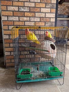 Lutino Pair with Cage