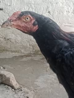 mushaqa patha