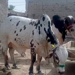 Cow bachra for sale