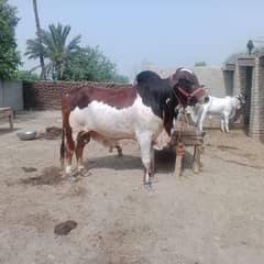 Cow bachra for sale time pas dour rahay meharbani kar k