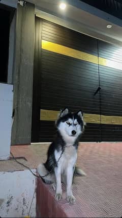 husky