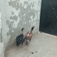 Healthy and active aseel chicks age four months