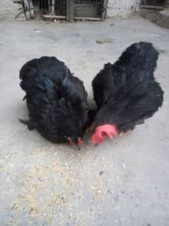 bantam hens