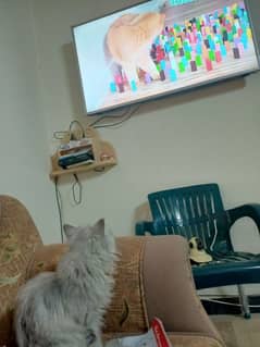 Persion cat for sale Triple cot