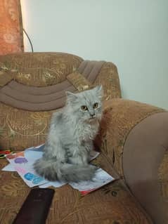 Persion cat for sale Triple cot