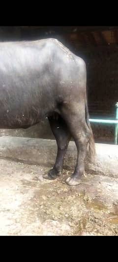 1st timer jhoti 6.5month ki ghbn pure neli
