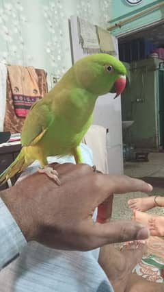 ring neck parrot