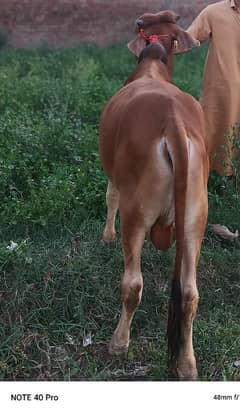qurbani Ka janwar 2 dant wallah