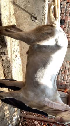 Rajanpuri and makhi cheena goats for sale