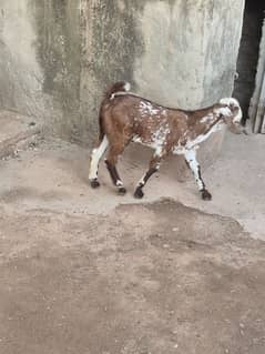 bakri aur sath 2 bachay bakri ke 3 months ka