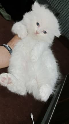 Gry eyes Female kitten