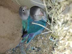 Blue Fisher Split Eino Breeder Pair