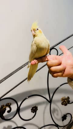 Coctail hand tame
