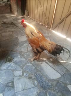 Good bread hen with good prize