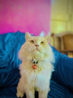 Male 1 year cat name Tom