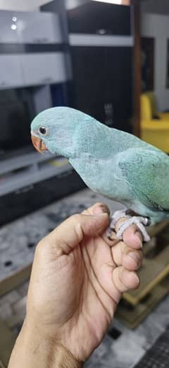 Blue Parrot / Blue Ringneck / Bird, Parrots for sale