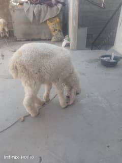 Dumba larkana 03222553264