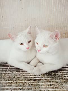 very cute pair