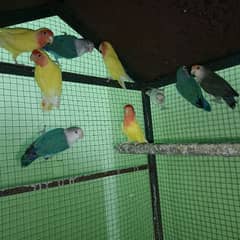 Love Birds