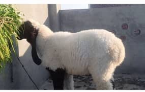 Desi Chatrey Ghar Ky paly howy