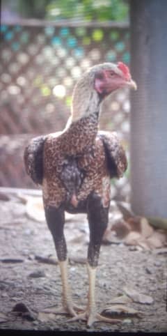 pure Aseel shamoo cross murgha