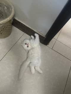 Fluffy Persian female kitten for sell